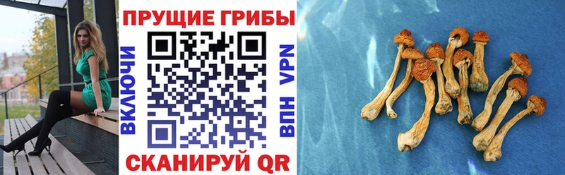 Купить закладки  Новохопёрск  Псилоцибиновые грибы Psilocybine cubensis 